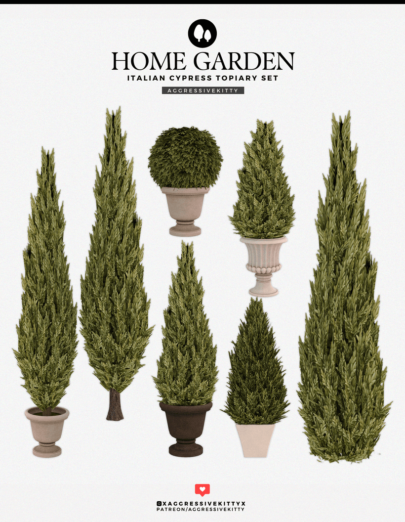 Коллекция растений Italian Cypress Topiary